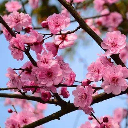 The Peach Blossom Festival