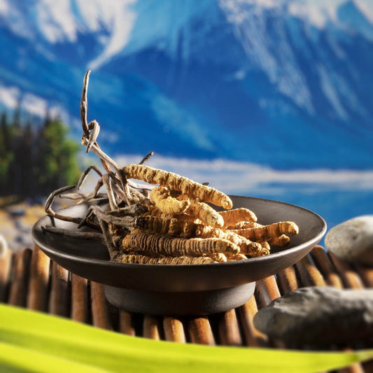 Winter Treasures: Cordyceps