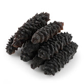 加勒比海 刺皇參 #527