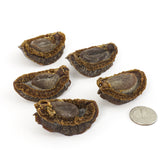 日本岩手縣 糖心吉品鮑 #585