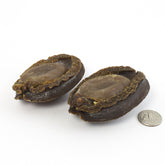 日本岩手县 极品糖心吉品鲍