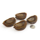 日本岩手縣 精選糖心吉品鮑 #669(16 oz)