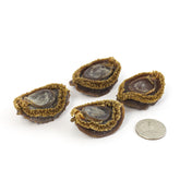 日本 千葉網鮑 #615