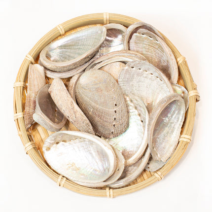 Sea-ear Shell/ Shi Jue Ming 16oz
