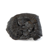 Lucid Ganoderma / Black LingZhi / Reishi  (16oz)