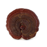 純天然 散裝 整枝赤靈芝(16 oz)