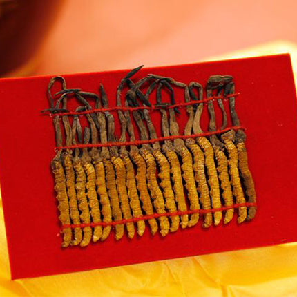 Tibetan Cordyceps Gift Box (72 pcs/Box)