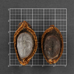 日本极品6头网鲍皇 #596