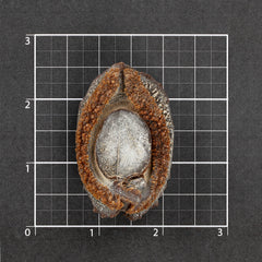 日本溏心吉品鲍 18~20头 #666