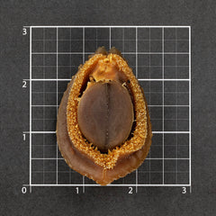 南非高级 溏心网鲍 #375 (15-18 头/磅)