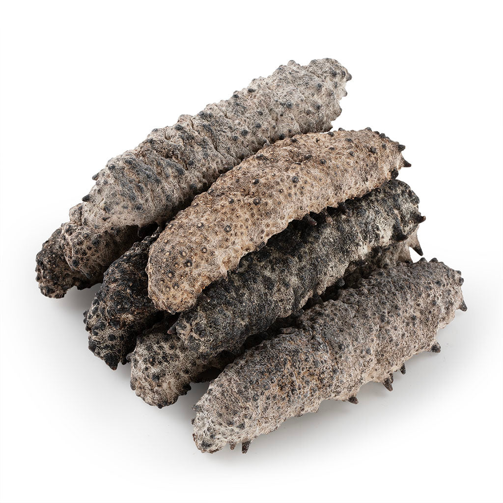 墨西哥刺參 #557