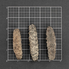 墨西哥刺參 #557