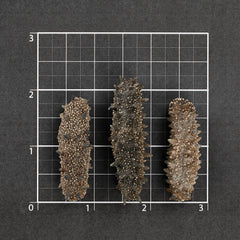 特级日本北海道刺参 #538