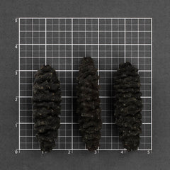 加勒比海 刺皇参 #527