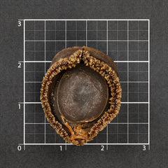 日本千叶干鲍 16~18g #606