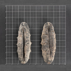 澳洲 特大豬婆參 #422