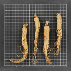 吉林大枝原枝有须白参 #757