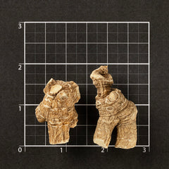 美国威州花旗蔘 短泡-M #884