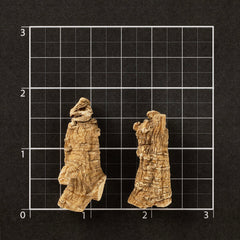 美国威州花旗蔘 圆泡-XL #886