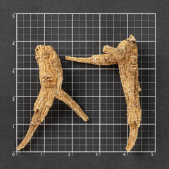 American Ginseng Short-XXL #887