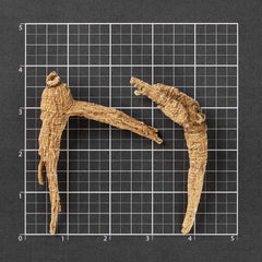 美国威州花旗蔘 爪蔘-L #894