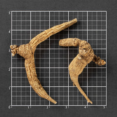 美国野山参#823 (1两)