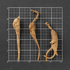 美国野山参#821 (1两)