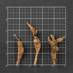 American Wild Ginseng #832 (1 Tael)