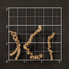 American Wild Ginseng #892 (1 Tael)