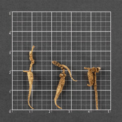 美國 威州野生花旗參#917 (1 兩)