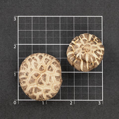 Selected Dried Mushroom 3~4cm