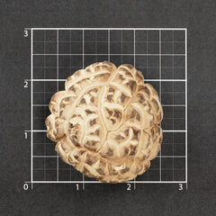 Selected Dried Mushroom 4~5cm