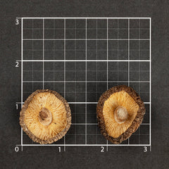 Selected Dried Mushroom 2~3cm