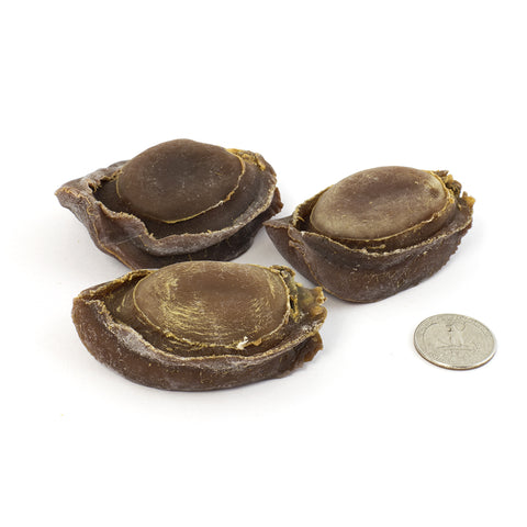 Australia Wild Dried Abalone #656(16 oz)