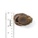 Australia Wild Dried Abalone #656(16 oz)