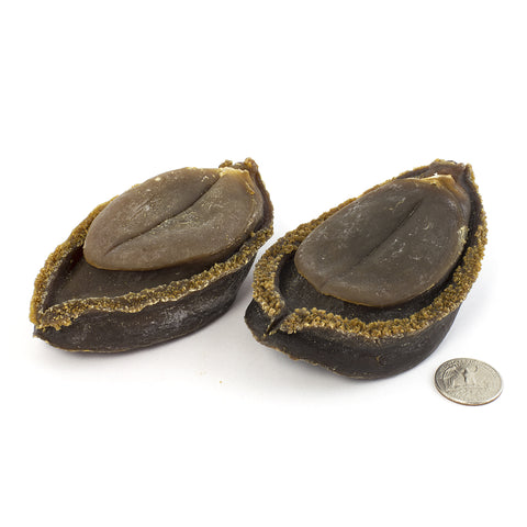 Japanese Rare Wild Dried Abalone #284(16 oz)