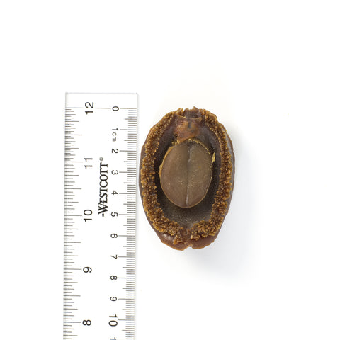 Japanese Iwate Uncommon Dried Abalone #669(16 oz)