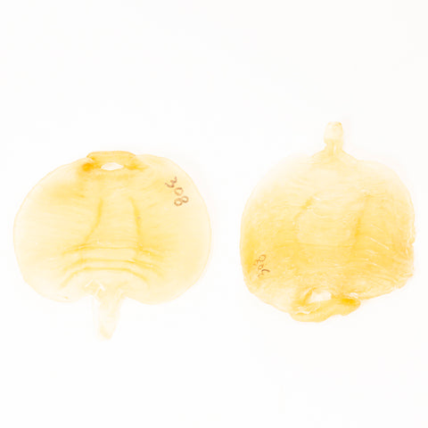 Indonesia Dried Fish Maw #308