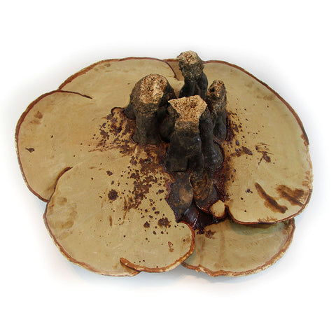 XL Wild Red Reishi \Ganoderma Lucidum(5-6 lbs/ pcs)