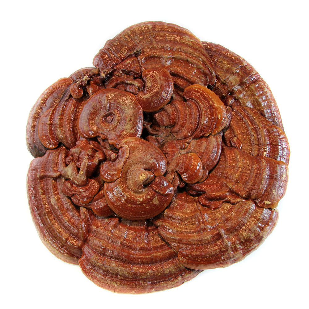 Ganoderma Red XL Wild Red Reishi \ Ganoderma Lucidum(5-6 lbs/ pcs) – Wing Hop Fung 永合豐