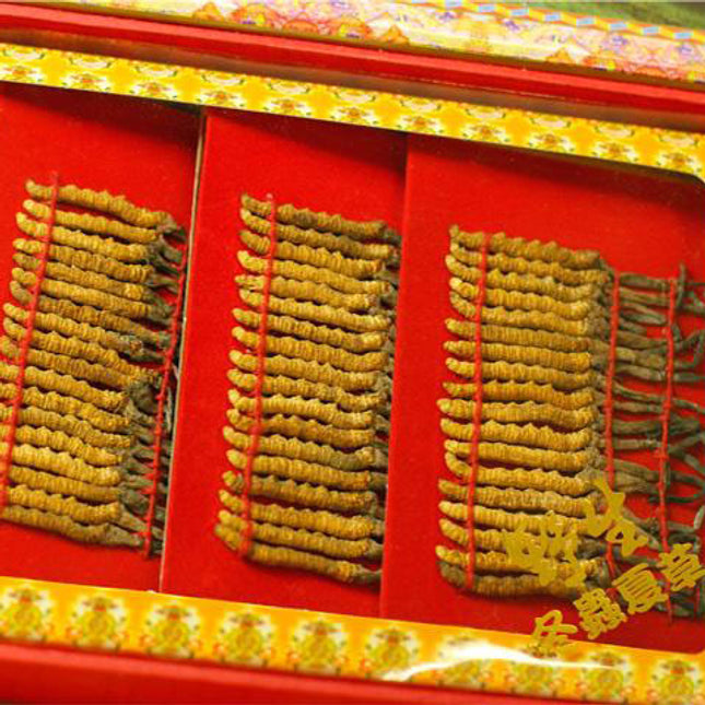 西藏 珍品 冬蟲夏草 禮盒 72條