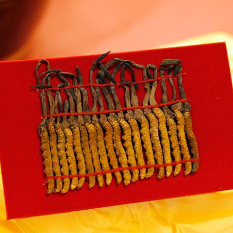 西藏 珍品 冬蟲夏草 禮盒 72條