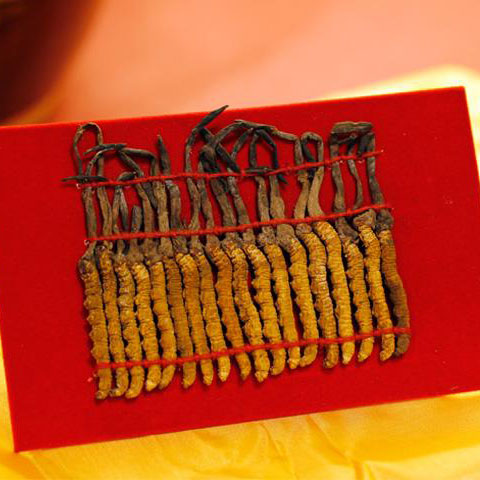 Tibetan Cordyceps Gift Box (72 pcs/box)