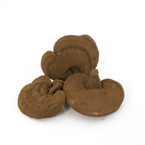 Japanese Red LingZhi /Reishi (Ganoderma Lucidum) (16 oz)