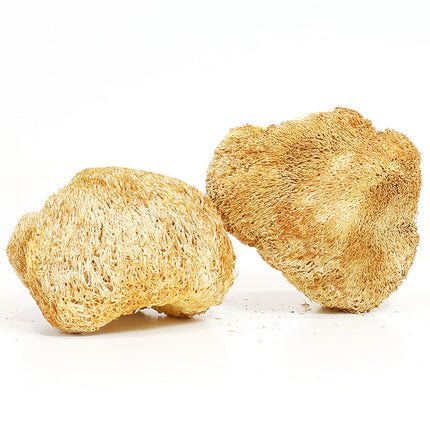 Hericium erinaceus / Lion's Mane Mushroom (8oz/Bag)